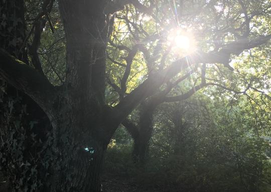 Two trees create a canopy in a wooden area with the sun shining through