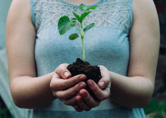 Image of a person holding a plant